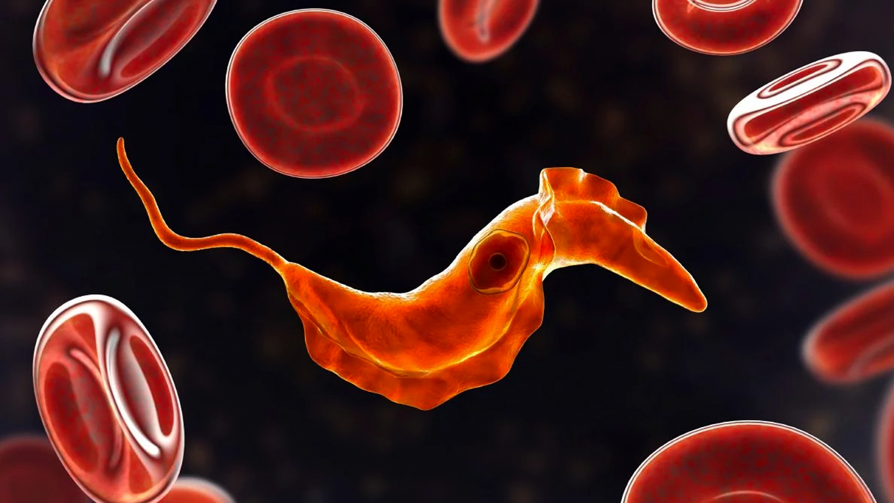 Un tratamiento contra el cáncer muestra potencial para tratar el Chagas en su fase crónica
