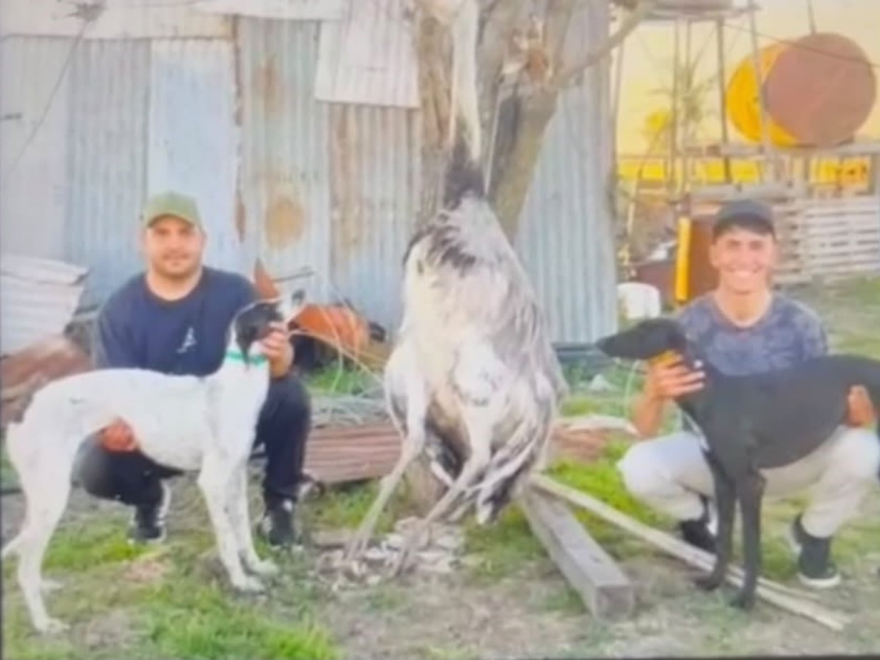 Pergamino: dos imputados por matar a un ñandú con galgos y una pelea judicial por la calificación del hecho
