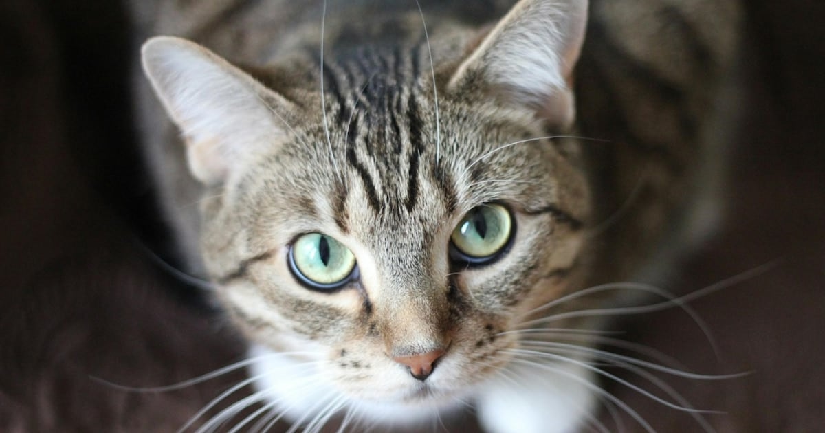 Gatos, inodoros y una amenaza silenciosa: lo que un estudio masivo sobre Giardia cambia para el barrio
