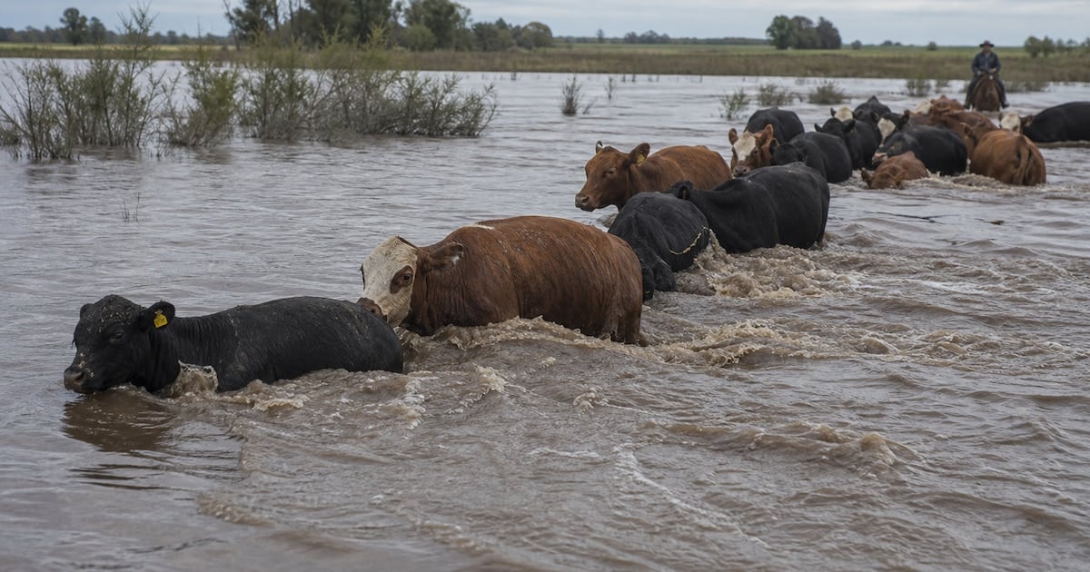 Entre veinte mil y veinticinco mil cabezas evacuadas en Corrientes reconfiguran el mercado de hacienda y anticipan presión alcista en la carne