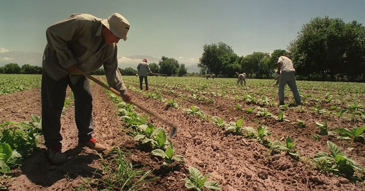 Extienden por un año más el piso equivalente a la AUH para los trabajadores rurales de temporada