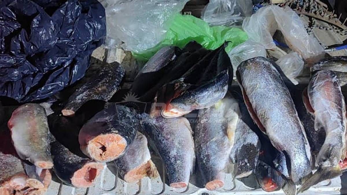 Cinco truchas y a la ruta: la cuenta regresiva para la pesca en los embalses neuquinos antes del 1 de noviembre